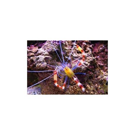 STENOPUS CYANOSCELIS 