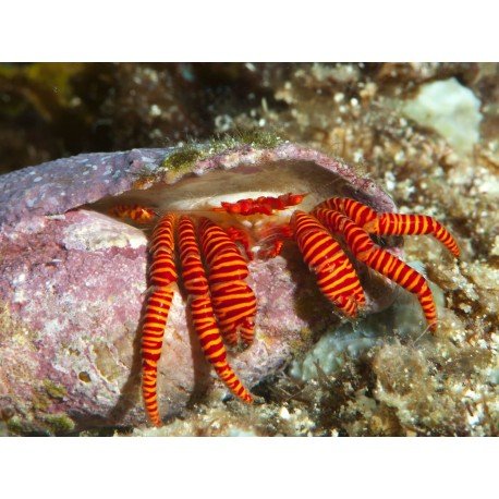 TRIZOPAGURUS STRIGATUS 