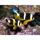 AMPHIPRION ALLARDI 