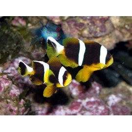 AMPHIPRION ALLARDI 