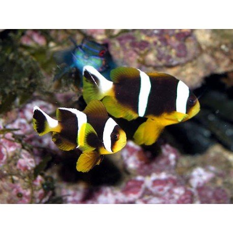 AMPHIPRION ALLARDI 