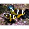 AMPHIPRION ALLARDI 
