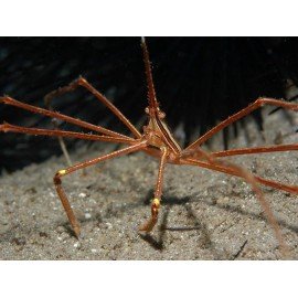 STENORHYNCHUS SETICORNIS